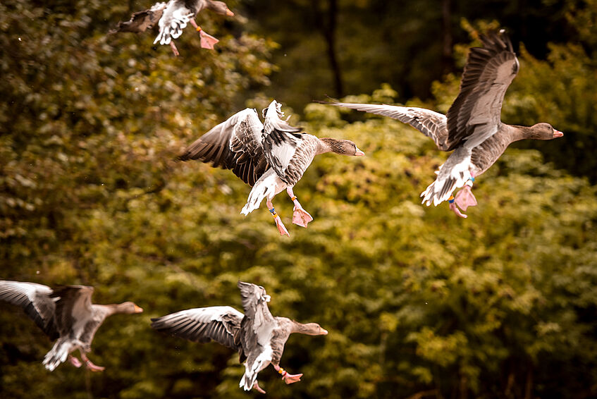 greylag geese in flight