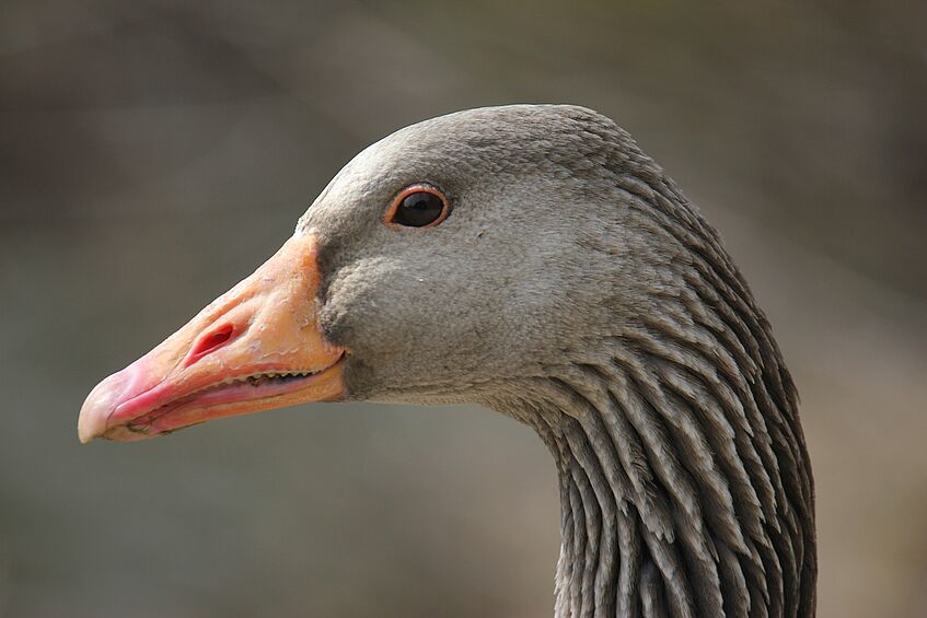 portrait of a greylag goose