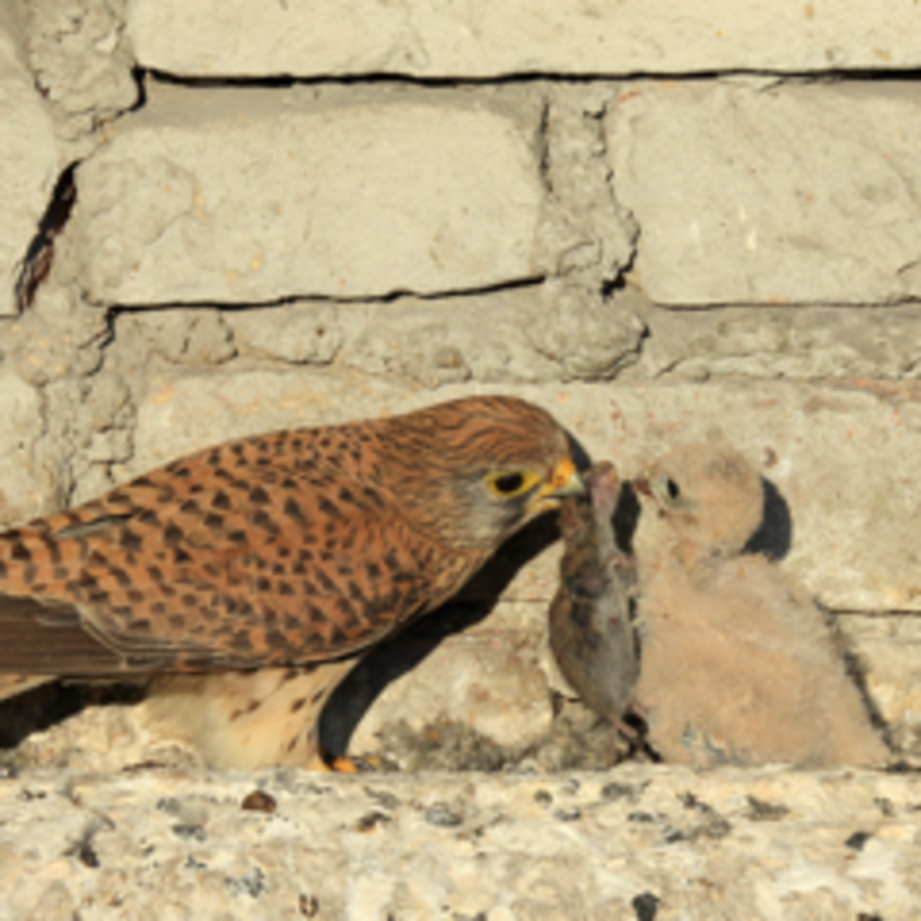 A kestrel feeding a young one with a mouse