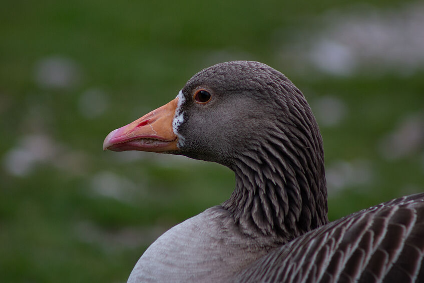 Greylag Goose, portrait from left side