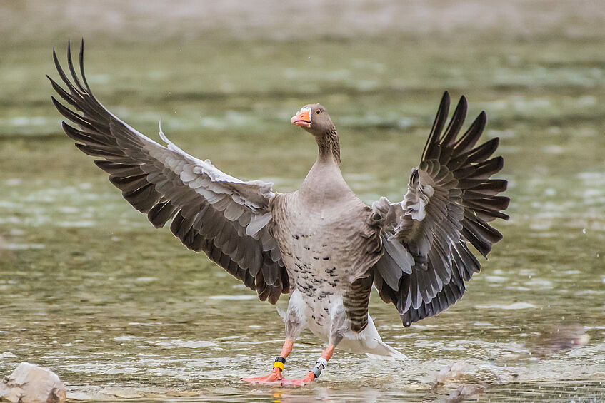 Picture of a Greylag Goose landing on the water