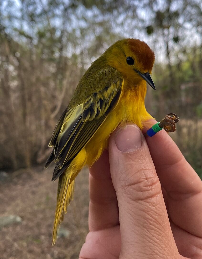 Small, mostly yellow bird with coloured leg rings in the hand of a person