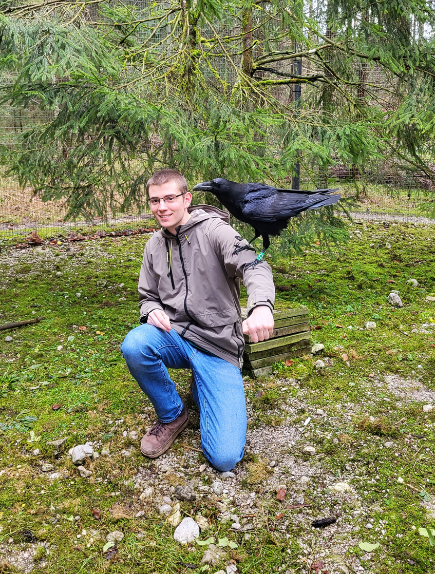 Young man in raven aviary with raven sitting on arm