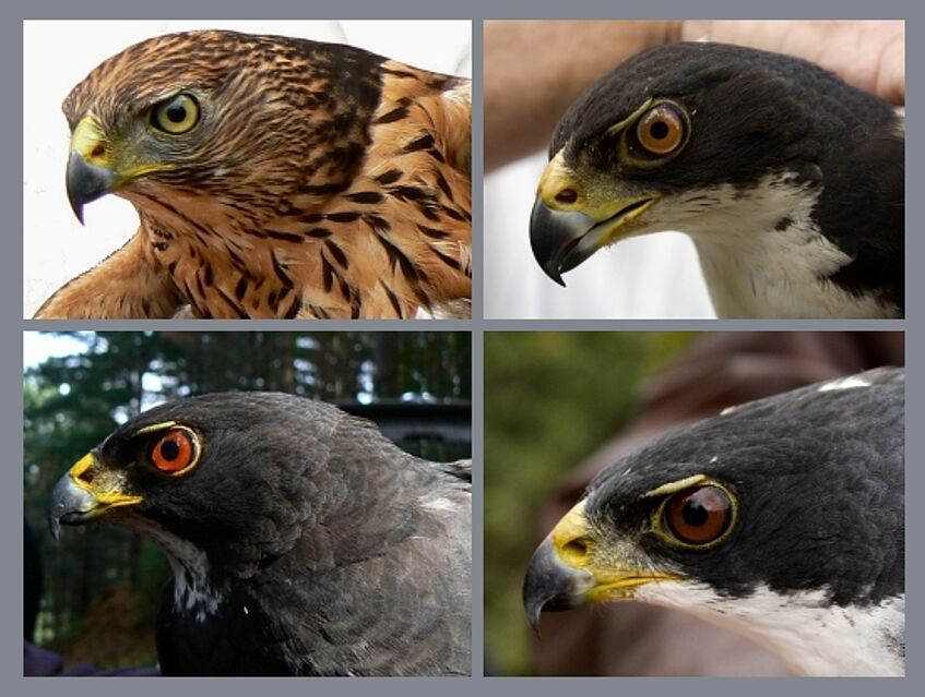 4 pictures with birds of prey in different colors