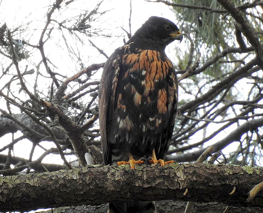 a large bird of prey in a tree