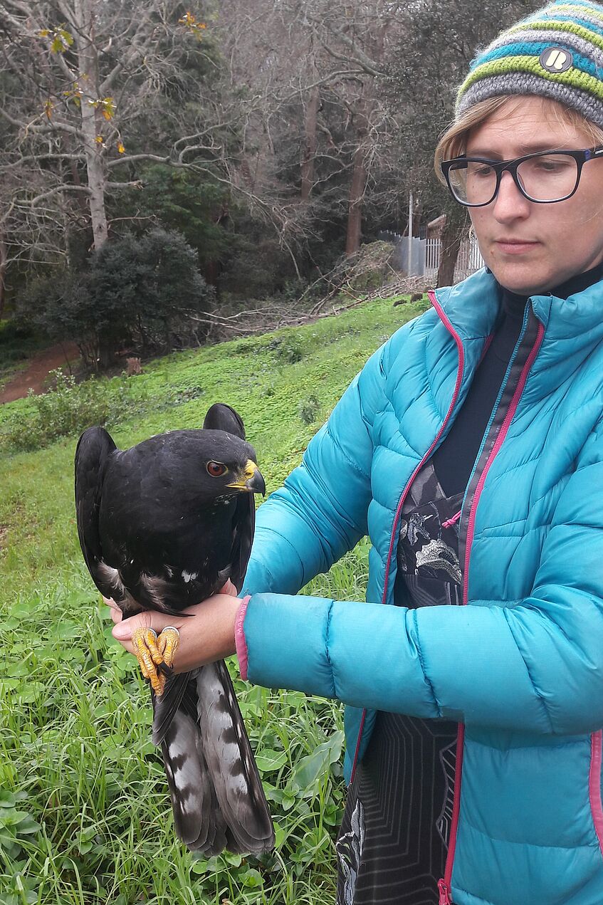Young Scientist holds a Black Sparrowhawk in her hands