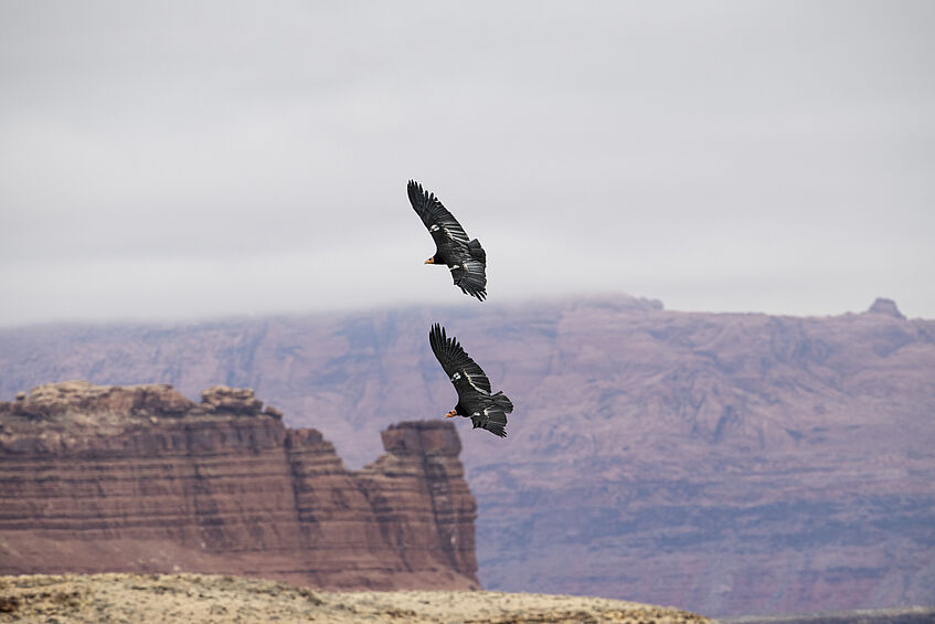 2 black birds flying over mountain range