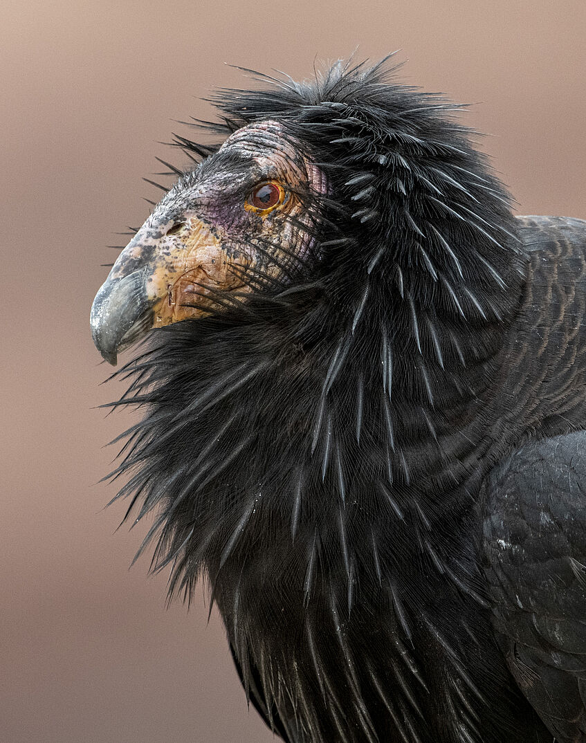 portrait of a condor - black bird with featherless head