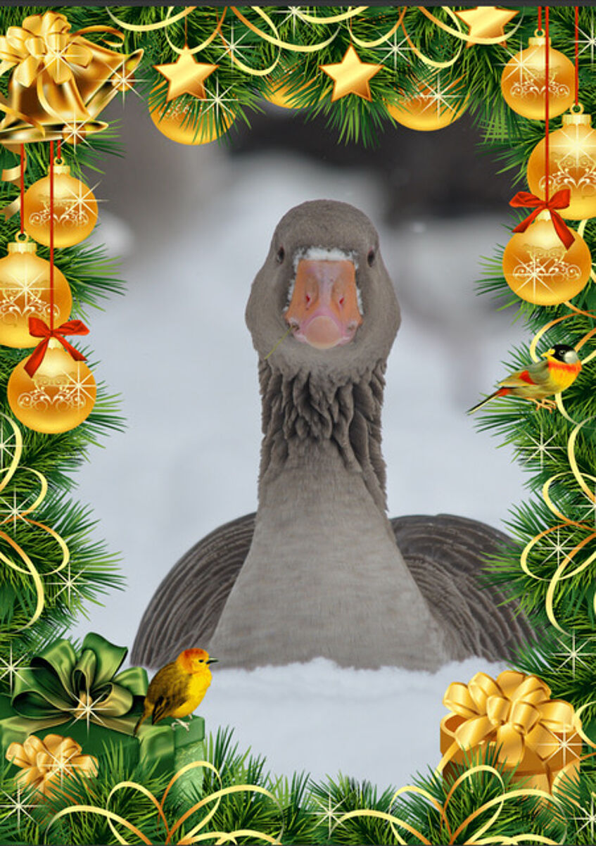 Greylag Goose Picture in a Christmas frame