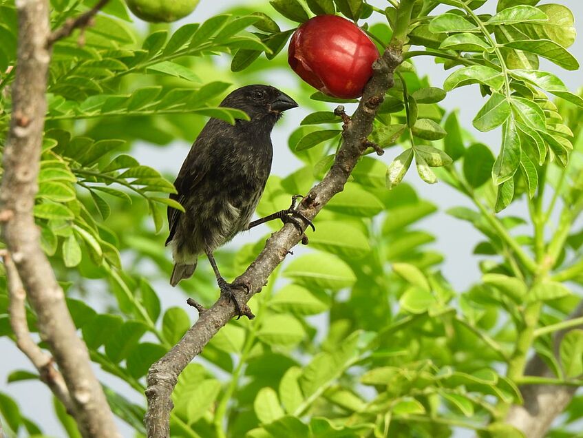 bird on a tree, with red fruit