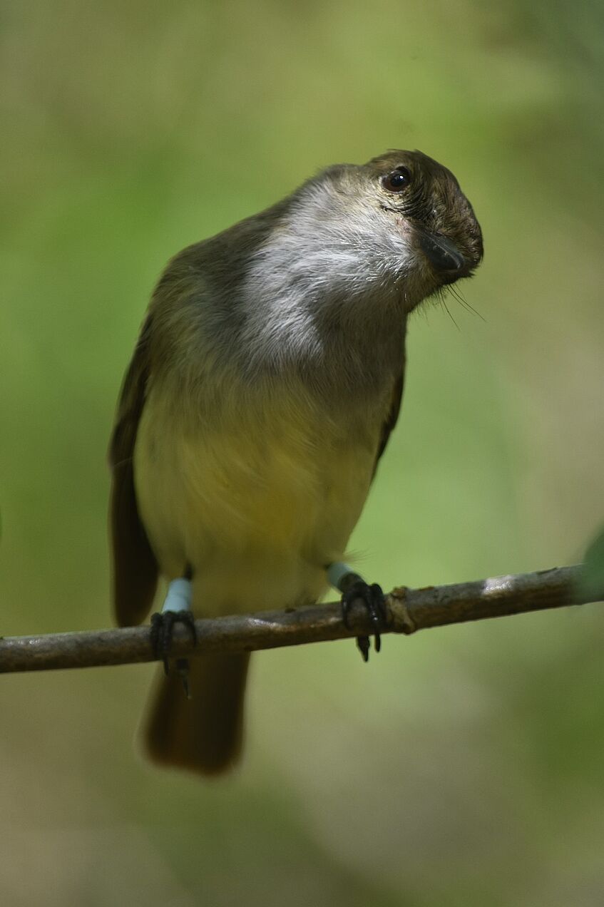 bird on a branch