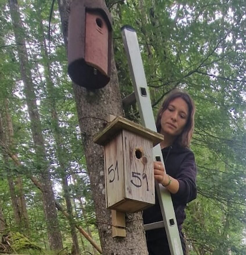 youngwoman on a ladder, checking the nest boxes