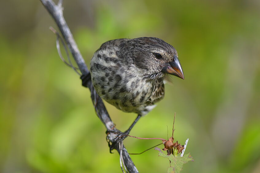 Nahaufnahme eines Singvogels