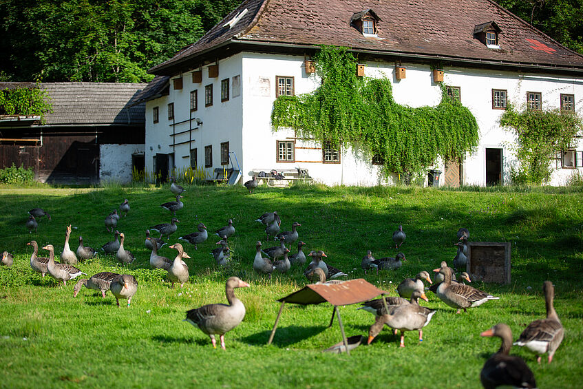 eine Schar Graugänse auf einer Wiese vor einem alten Gebäude
