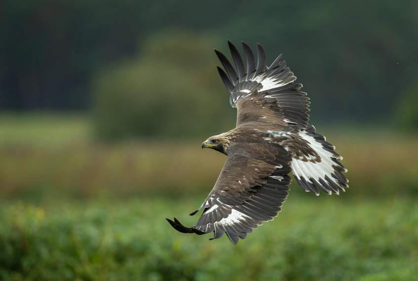 golden eagle flying 