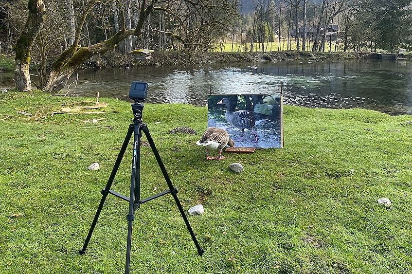 greylag goose feeds on a meadow in front of a photo of a goose