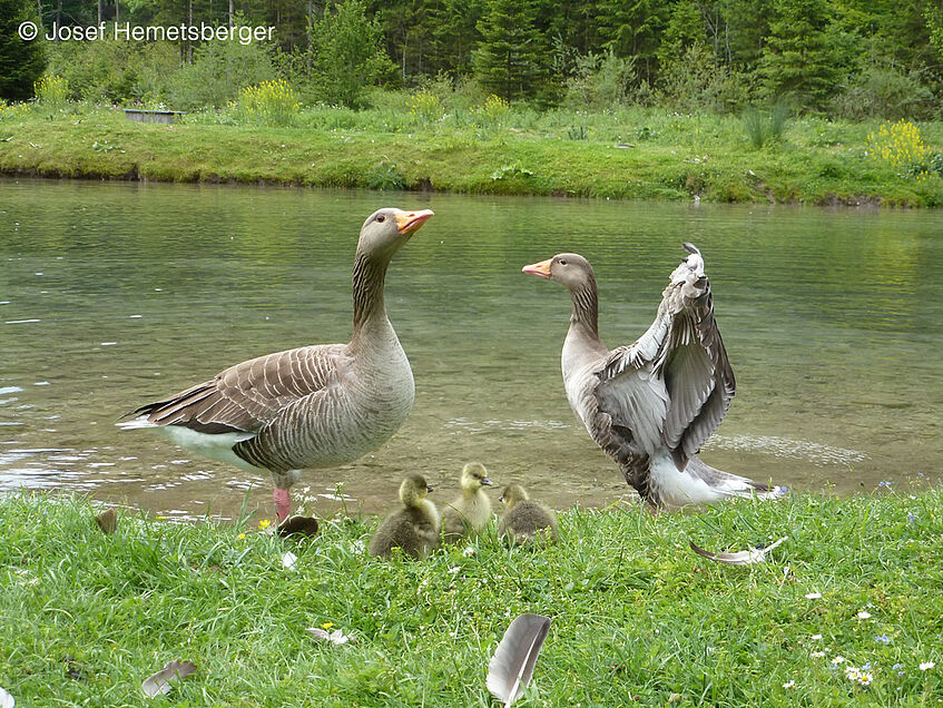 Two adult greylag geese and their goslings