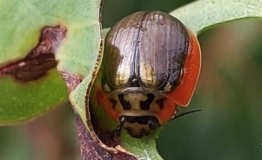 Invertrebrate on a leaf