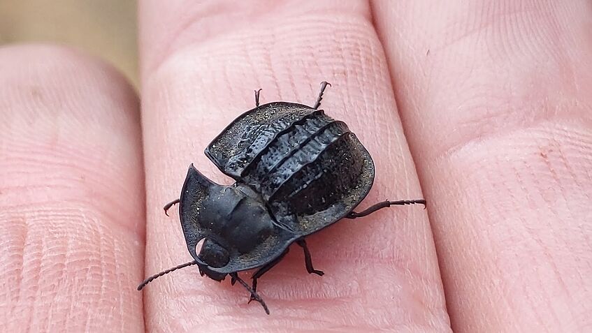 Invertebrate on a hand