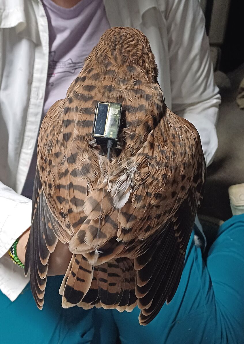 Raptor with a GPS tag on the back