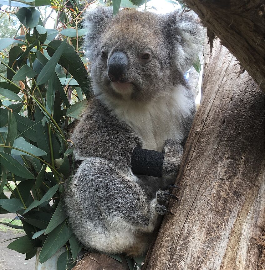 Koala auf einem Baum