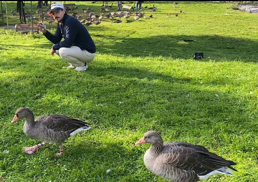 a young researcher with a camera in a flock of geese