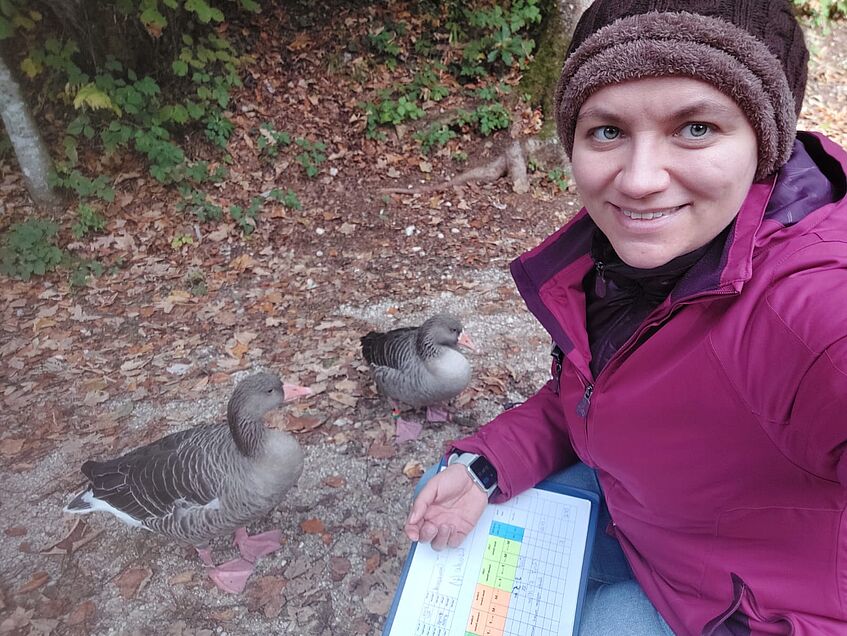 Woman and two greylag geeese next to her