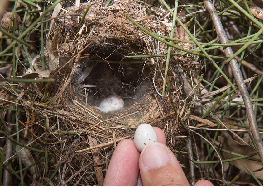 Vogelnest im Hintergrund, 3 Finger halten vorsichtig ein kleines Ei (ca 1 cm)