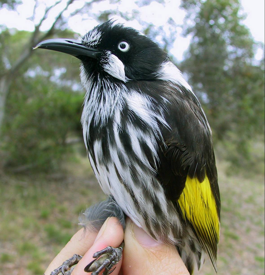 A songbird in the hand of a scientist 