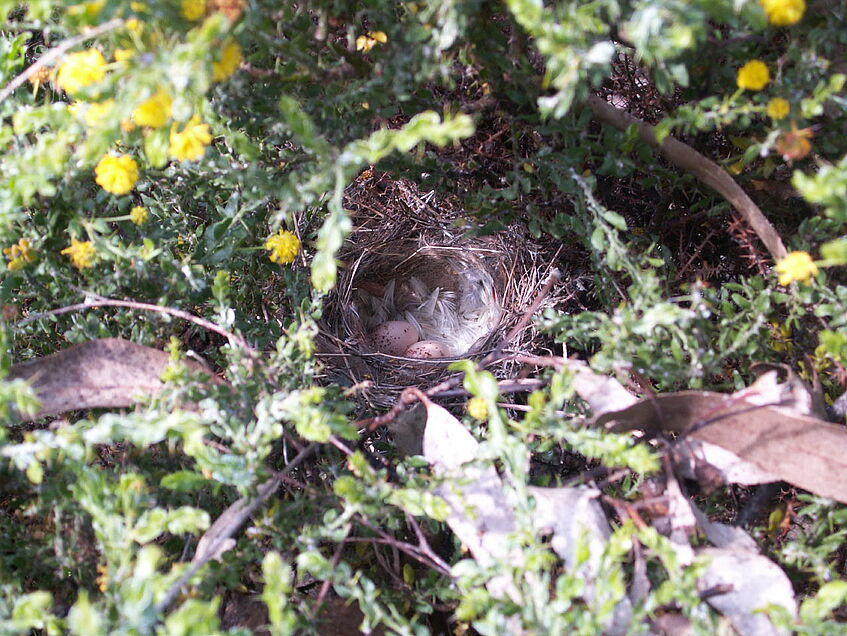 Nest of a songbird with two eggs in it