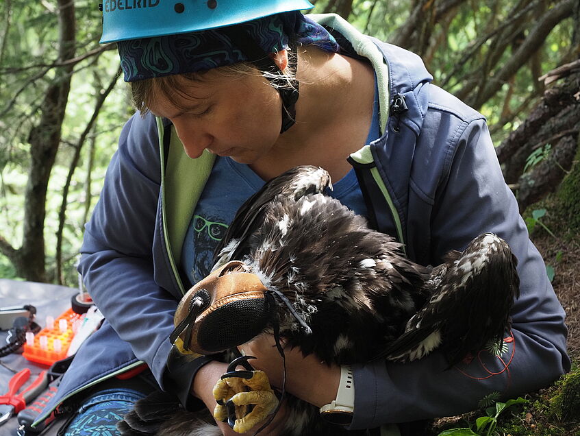 Scientist holding tagged golden eagle 