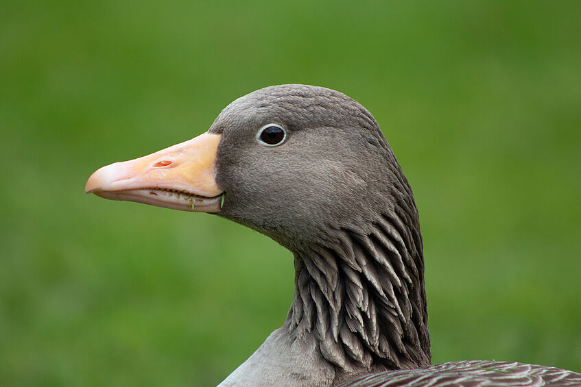 Greylag Goose, portrait from left side
