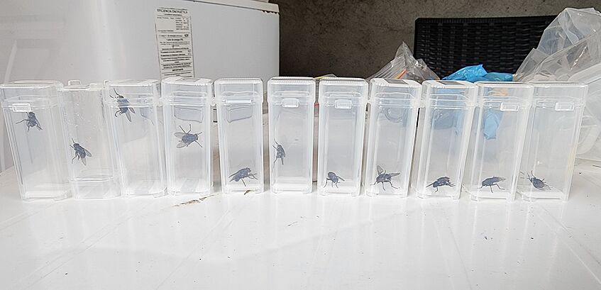 plastic tube with flies in it