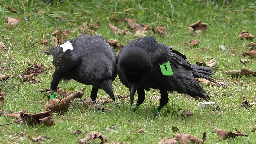 2 ravens on the ground, with wing tags