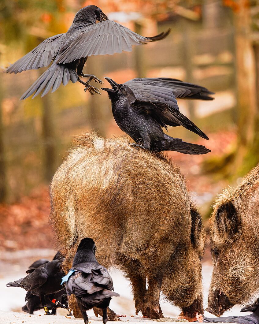 ravens on back of and around boars