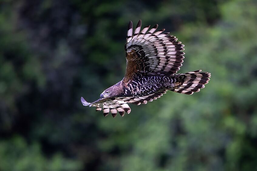 Raubvogel im Flug