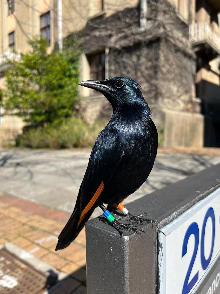ein schwarzer Vogel mit Farbringen an den Beinen im städtischen Umfeld