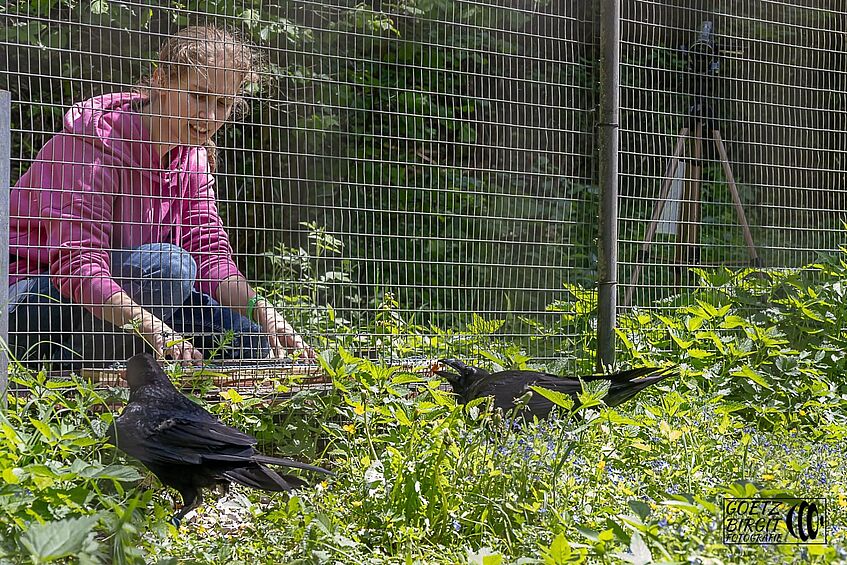 female researcher outside of a raven aviary, working with the ravens