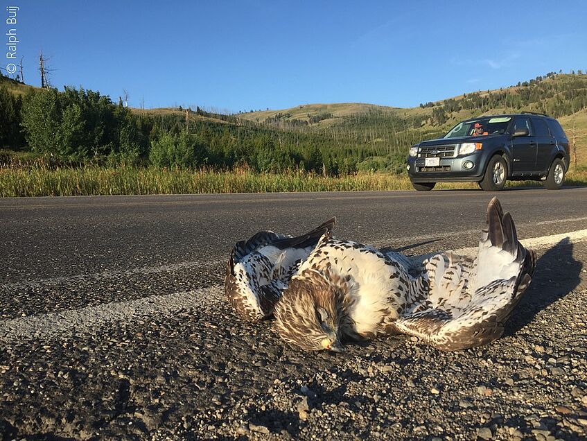 Road-kill is a common cause of mortality for typical road-side raptors, such as buzzards, kestrels and barn owls