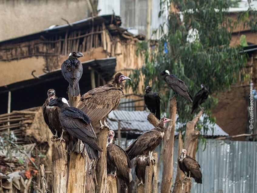 Vultures and other scavengers are amongst the most threatened raptor species