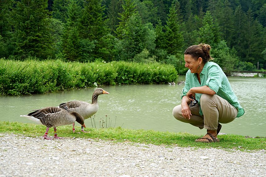 Sonia Kleindorfer close to two greylag geese