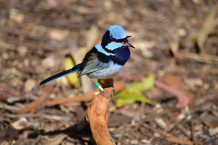 Singender Vogel auf Ast, leuchtend blau und schwarz, farbige Beringung an den Beinen