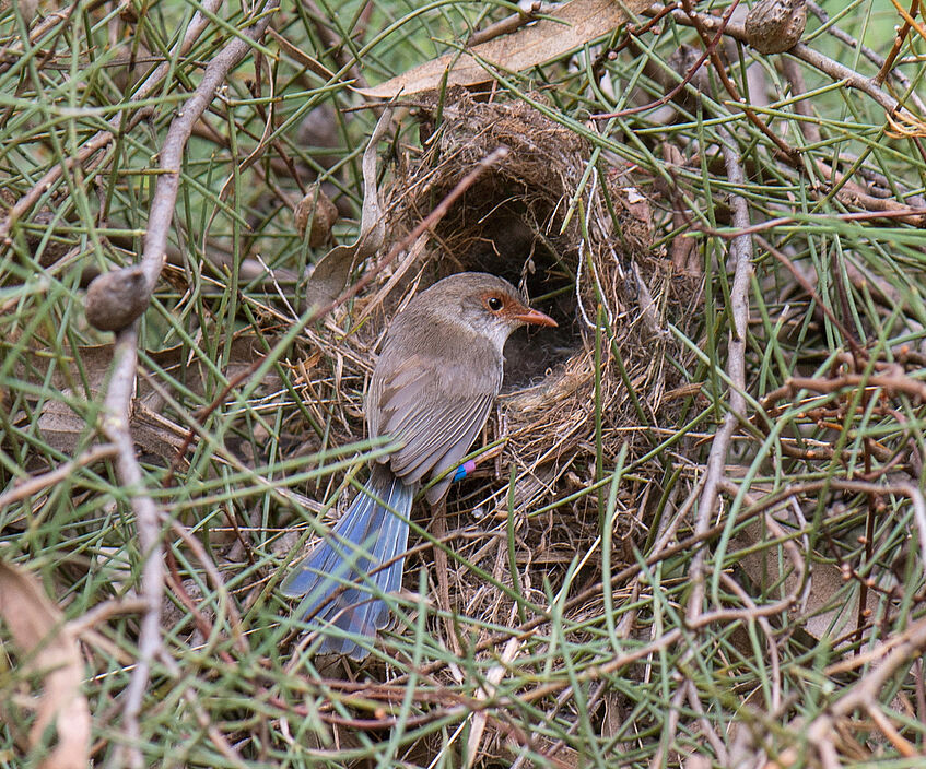 Female songbird in front of a nest