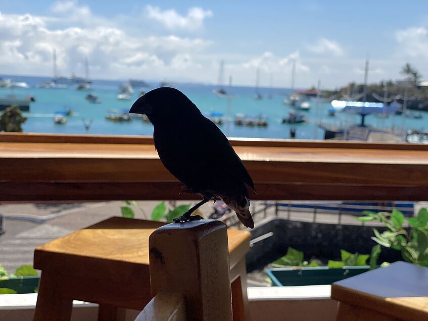 darwin's medium tree finch on the back of a chair of a restaurant patio, in the background a harbor.