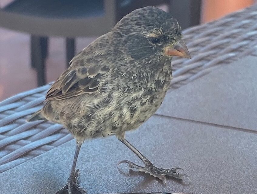 Darwin's small ground finch on a patio table.