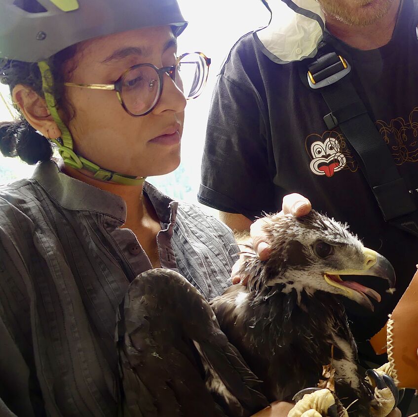 Weibliche Forscherin mit Kletterhelm hält einen jungen Adler.