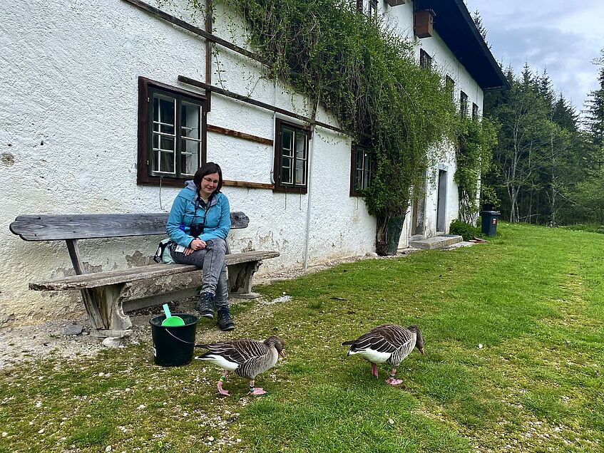 A woman on a bench in front of an old building, 2 greylag geese, a bucket with grain for the geese