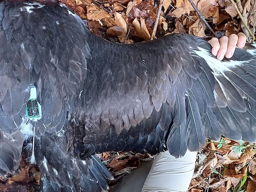 close-up of a golden eagle with a gps transmitter on its back. Wing is held outstretched by a human hand