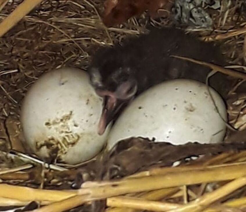 Zwei Eier und ein Waldrapp Küken im Nest