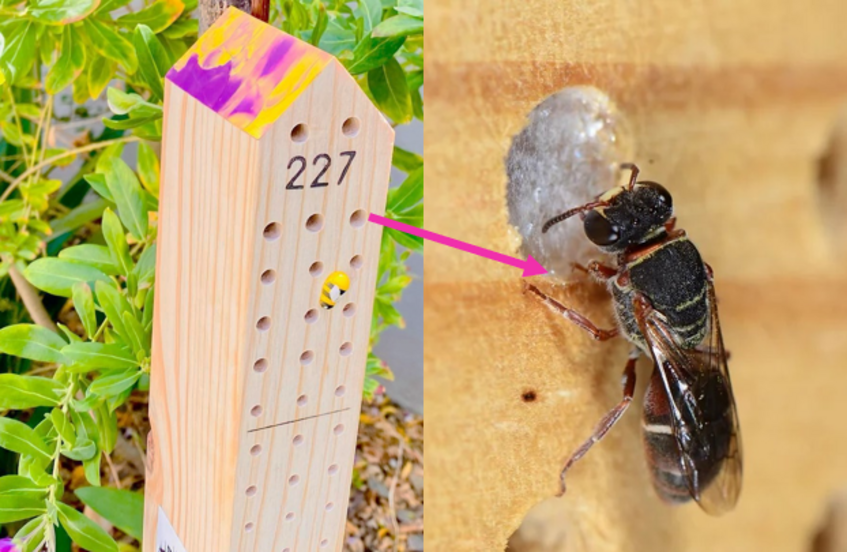 Wild bee at the insect hotel